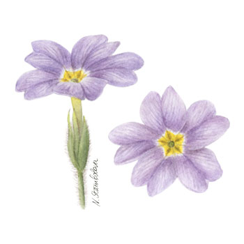 Рисуваме иглика