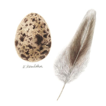 Рисуваме яйце и перо от пъдпъдък